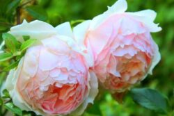 Imagen de dos rosas gemelas