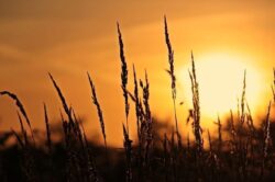 Imagen del trigo con el sol amaneciendo detrás
