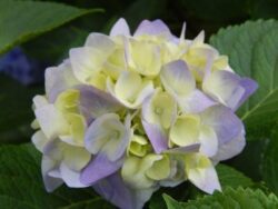 Imagen de una flor