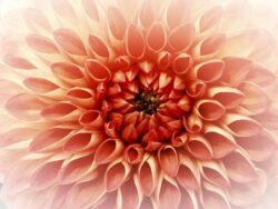 dahlia