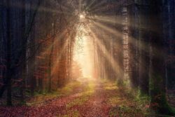 RAYO DE LUZ ENTRANDO EN EL BOSQUE