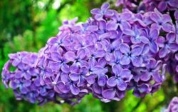 Foto de un ramo de lilas