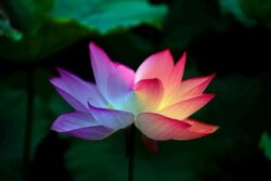 Imagen de una flor de loto
