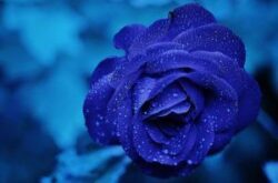 magen de una rosa de color azúl