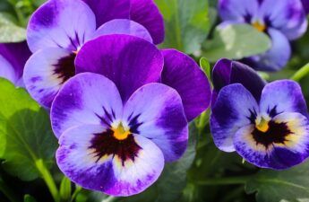 Flor del pensamiento