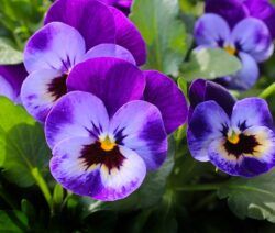 Flor del pensamiento
